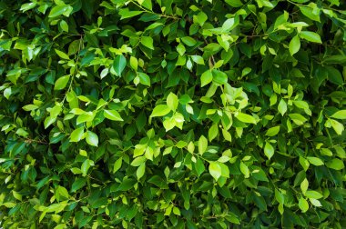 ficus yeşil yaprakları ve ağaç üzerinde