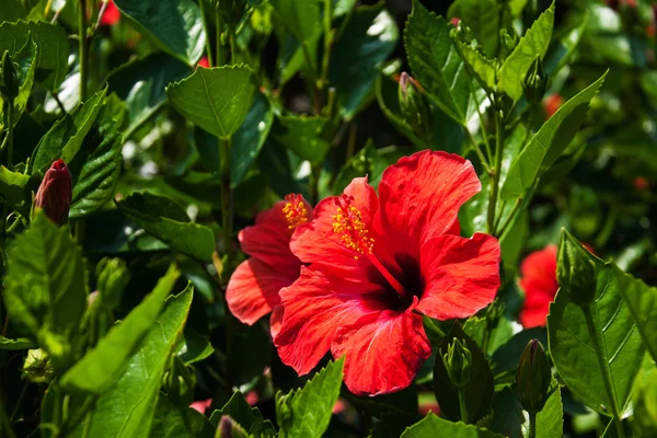 Fiore di ibisco rosso — Foto Stock