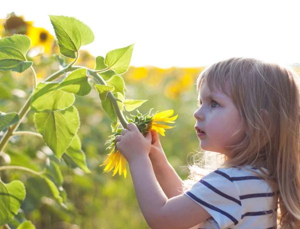 Meisje op het gebied van zonnebloemen — Stockfoto