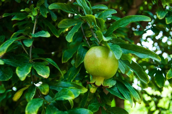 Green pomegranate growing on tree — Stock Photo, Image