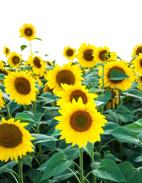 Yellow sunflowers isolated over white — Stock Photo, Image