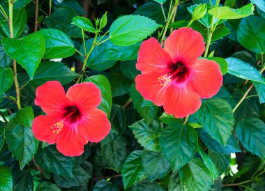 kırmızı amber çiçeği