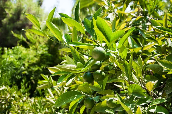 Green oranges on a fruit tree — Stock Photo, Image