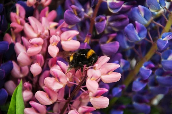 Acı bakla flowes ve yaban arısı — Stok fotoğraf