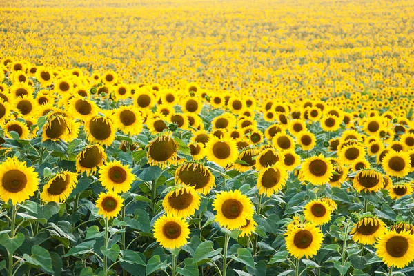 Field with sunflowers — Stock Photo, Image