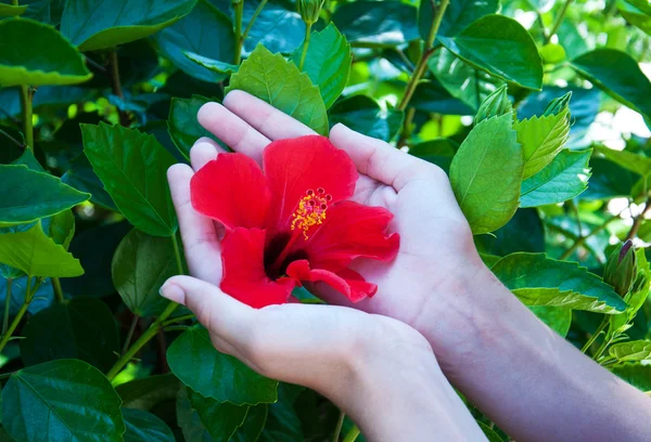 Flor de hibisco em mãos de mulher Imagens Royalty-Free