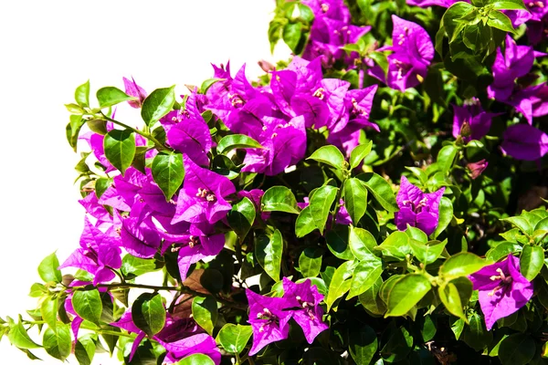 Pink blooming bougainvilleas — Stock Photo, Image