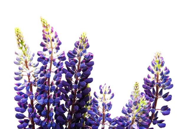 Lupine flowers isolated — Stock Photo, Image