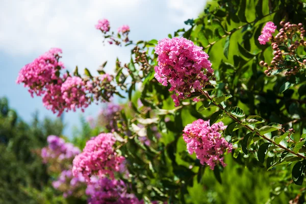 Pink tropical flowers — Stock Photo, Image