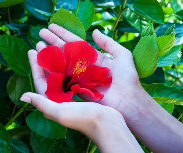 Hibiscus flower in woman hands — Stock Photo, Image