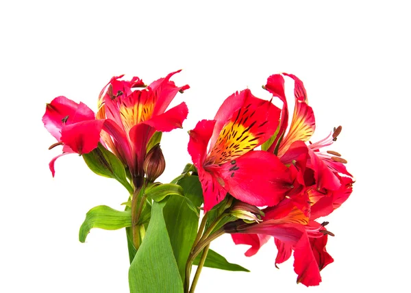 Flores de alstroemeria en un blanco —  Fotos de Stock