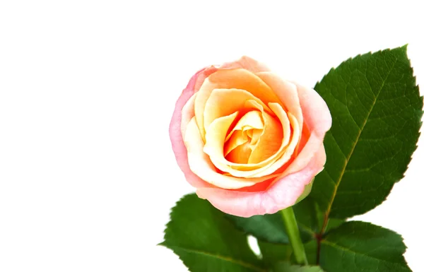 Rosa Rose auf weißem Hintergrund — Stockfoto