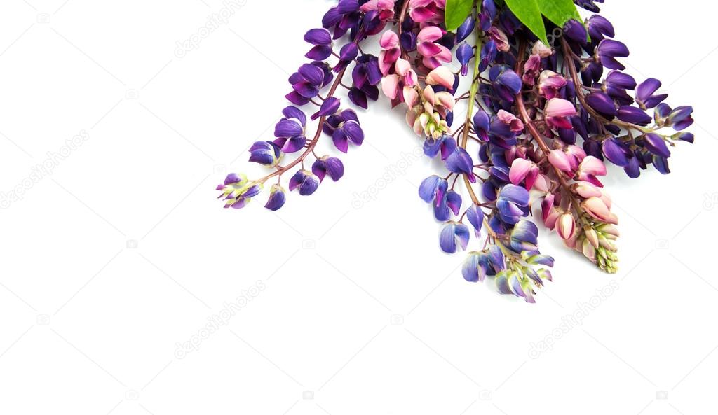 Lupine flowers isolated