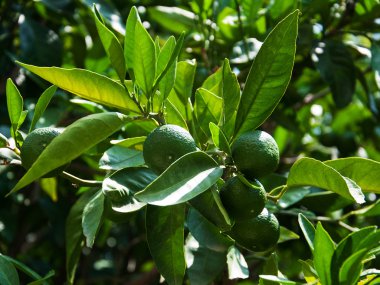 Bir meyve ağacı üzerinde yeşil portakal