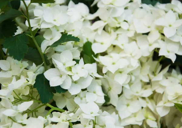 Ramo de hortensias blancas — Foto de Stock