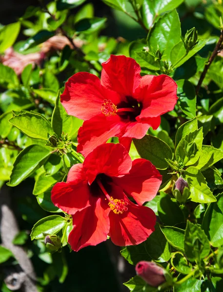 Vörös hibiszkusz virág — Stock Fotó