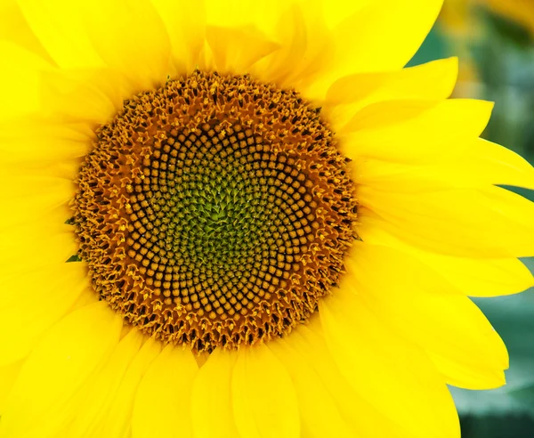 Girasol amarillo - de cerca — Foto de Stock