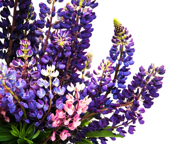 Lupine flowers isolated Royalty Free Stock Photos