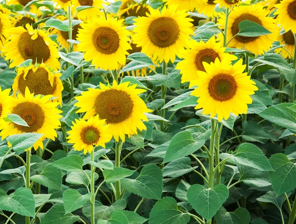 Field with sunflowers — Stock Photo, Image