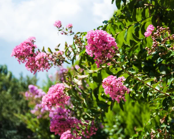 Pink tropical flowers — Stock Photo, Image