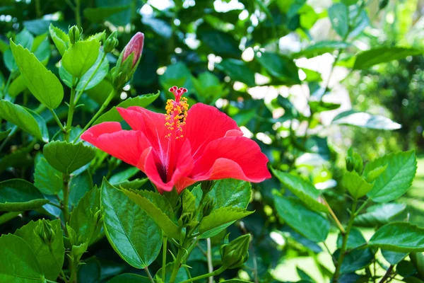 Vörös hibiszkusz virág — Stock Fotó