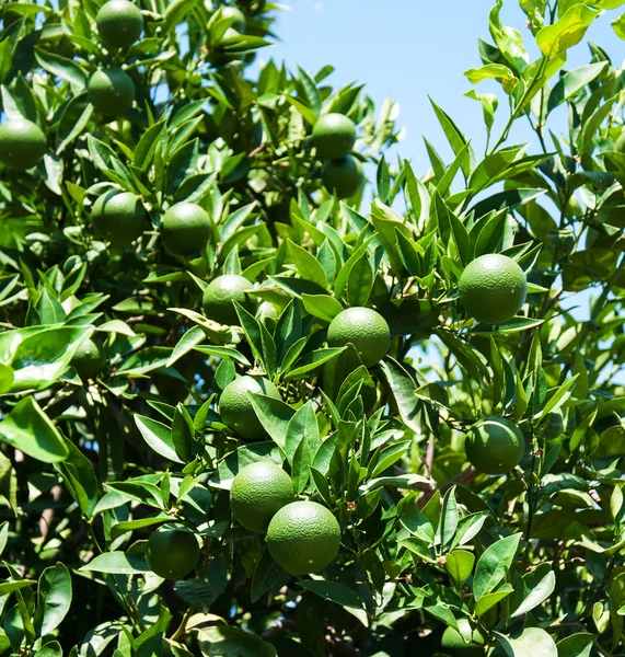 Laranjas verdes em uma árvore de fruto — Fotografia de Stock