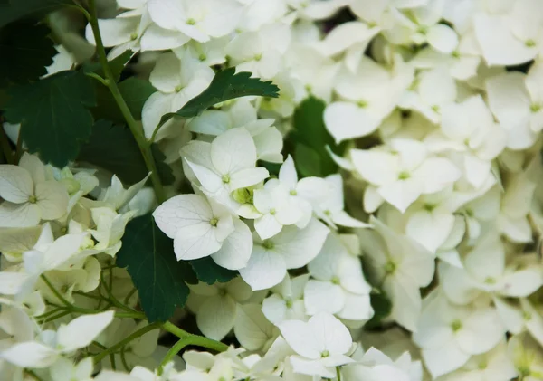 Ramo de hortensias blancas — Foto de Stock