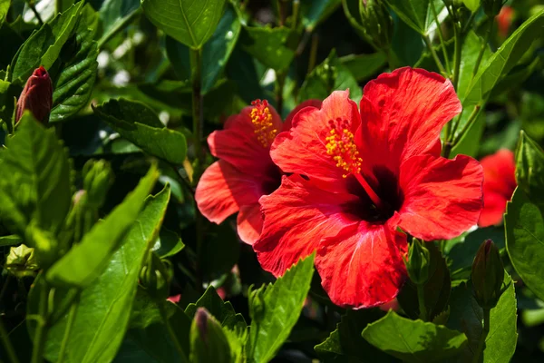 Fiore di ibisco rosso — Foto Stock