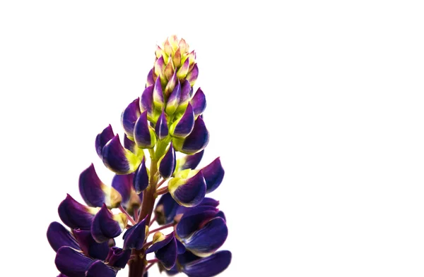 Fleurs de lupin isolées — Photo