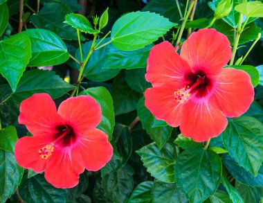 kırmızı amber çiçeği