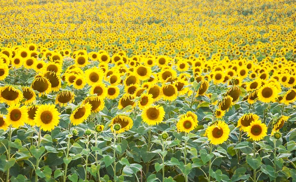 Fältet med solrosor — Stockfoto