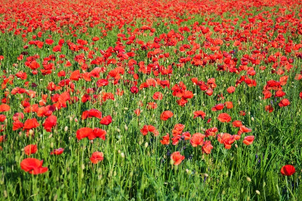Prairie avec de belles fleurs de pavot rouge — Photo