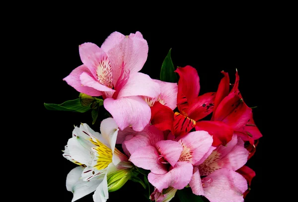 Flores de alstroemeria en un negro —  Fotos de Stock