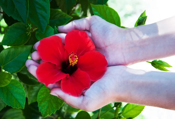 Kwiat hibiskusa w ręce kobiety — Zdjęcie stockowe