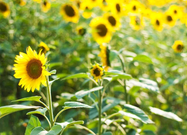 Field with sunflowers — Stock Photo, Image