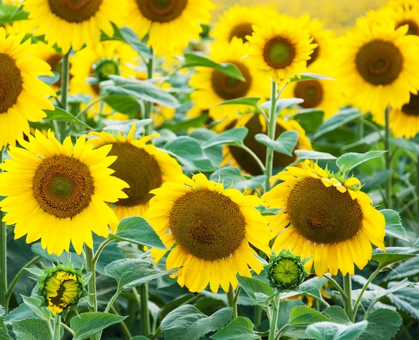 Field with sunflowers — Stock Photo, Image