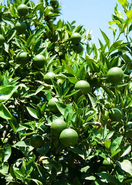 Green oranges on a fruit tree — Stock Photo, Image