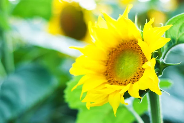 Veld met zonnebloemen Stockfoto
