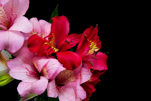 Alstroemeria fleurs sur un noir — Photo