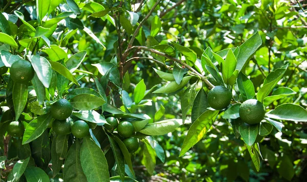 Laranjas verdes em uma árvore de fruto — Fotografia de Stock