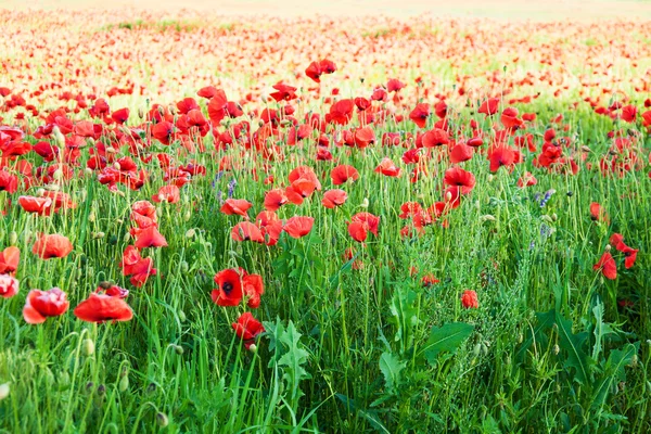 Äng med vackra röda vallmo blommor Stockbild