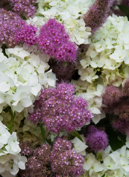 Bouquet di ortensia bianca — Foto Stock