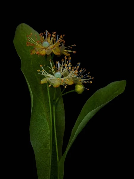 Linden blommor på en svart Stockbild