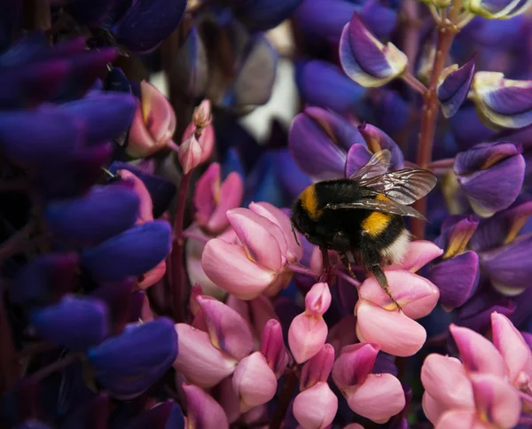 Fluxos de tremoço e abelha — Fotografia de Stock