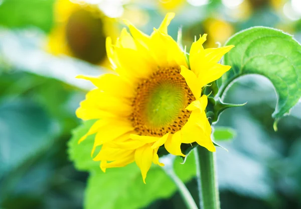 Field with sunflowers — Stock Photo, Image