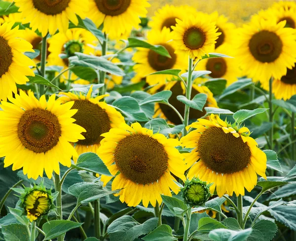 Field with sunflowers — Stock Photo, Image