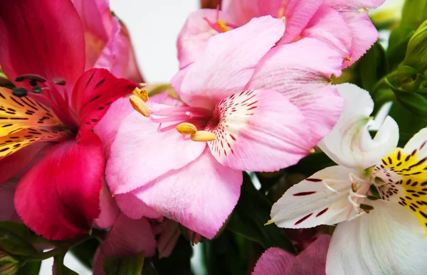 Букет квітів альстромерії — стокове фото