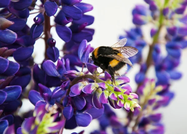 Fiori di lupino e calabrone — Foto Stock