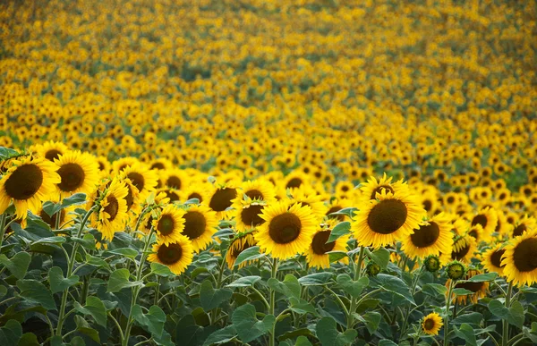 Fältet med solrosor — Stockfoto
