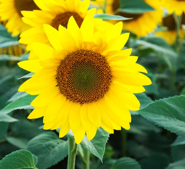 Veld met zonnebloemen — Stockfoto